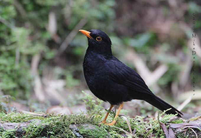 Glossy-black Thrush (Turdus serranus) photo