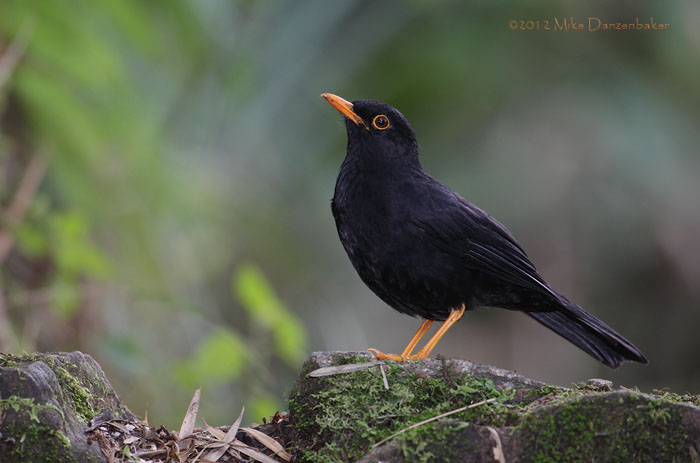 Glossy-black Thrush (Turdus serranus) photo