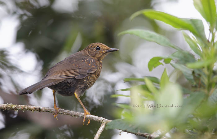 Glossy-black Thrush (Turdus serranus) photo