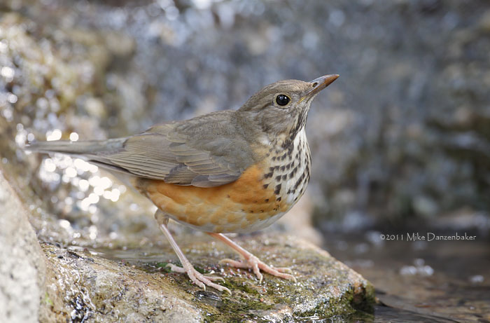 Grey-backed Thrush (Turdus hortulorum) photo