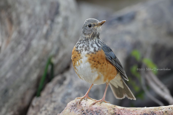 Grey-backed Thrush (Turdus hortulorum) photo
