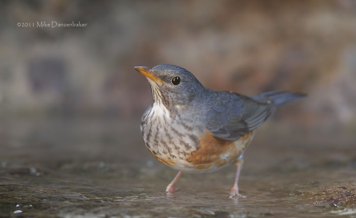Grey-backed Thrush (Turdus hortulorum) photo