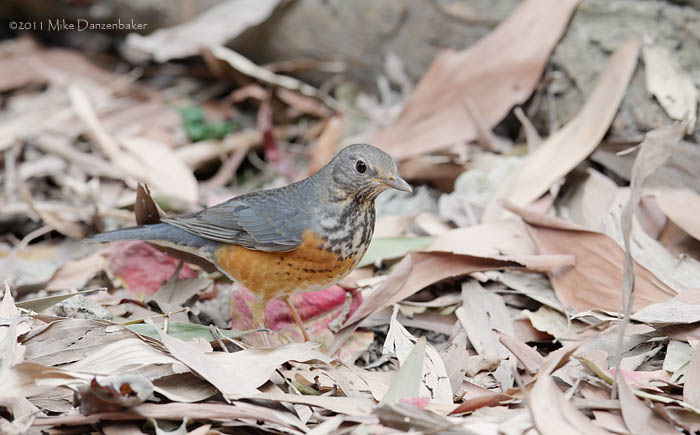 Grey-backed Thrush (Turdus hortulorum) photo