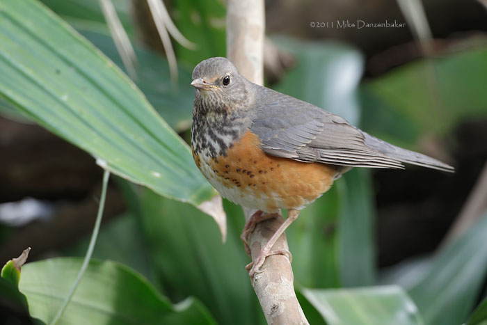 Grey-backed Thrush (Turdus hortulorum) photo