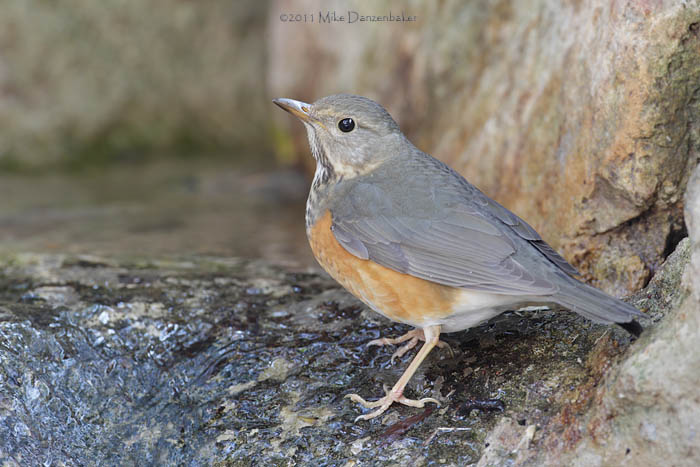 Grey-backed Thrush (Turdus hortulorum) photo