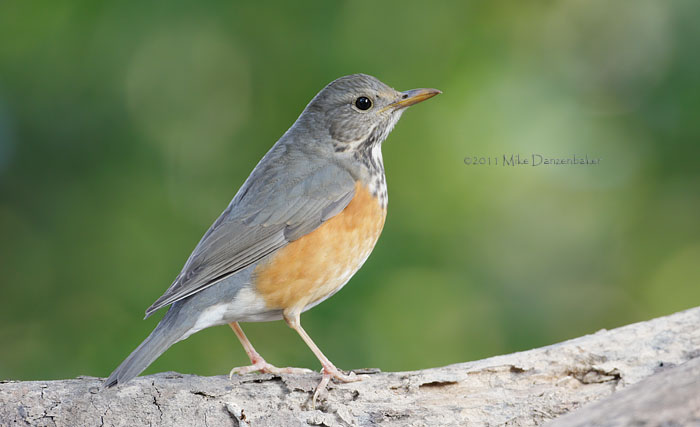 Grey-backed Thrush (Turdus hortulorum) photo