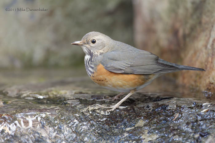 Grey-backed Thrush (Turdus hortulorum) photo