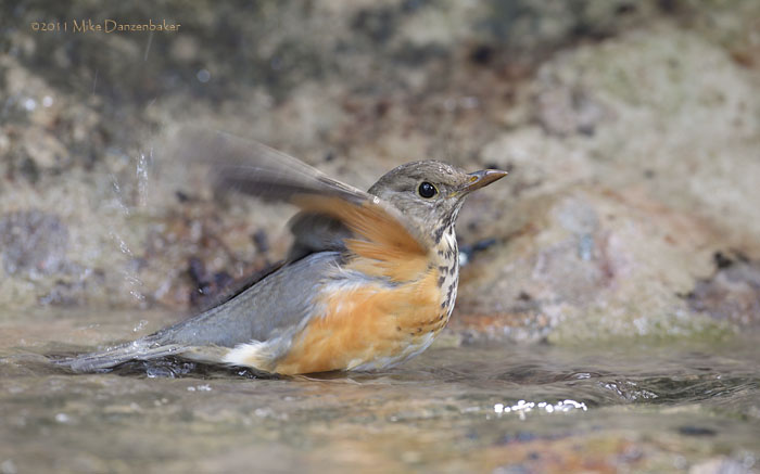 Grey-backed Thrush (Turdus hortulorum) photo