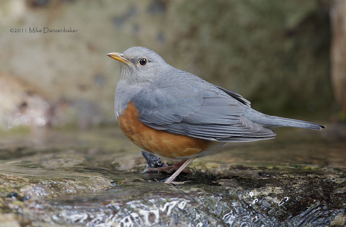 Grey-backed Thrush (Turdus hortulorum) photo