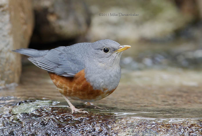 Grey-backed Thrush (Turdus hortulorum) photo
