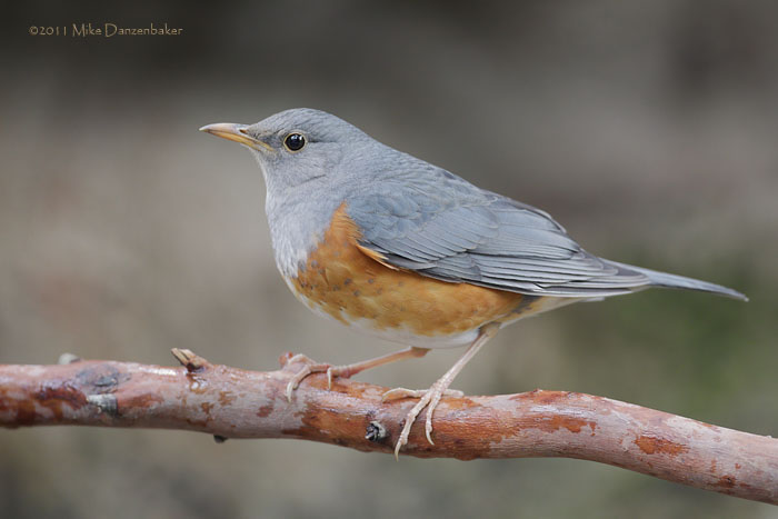 Grey-backed Thrush (Turdus hortulorum) photo