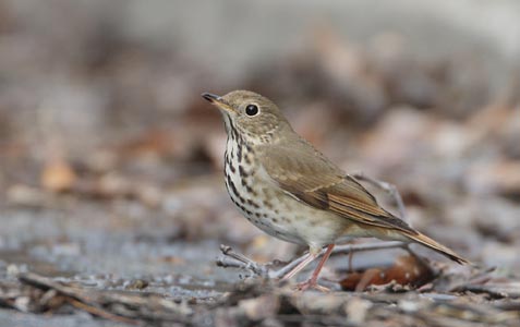 Hermit Thrush (Catharus guttatus) photo
