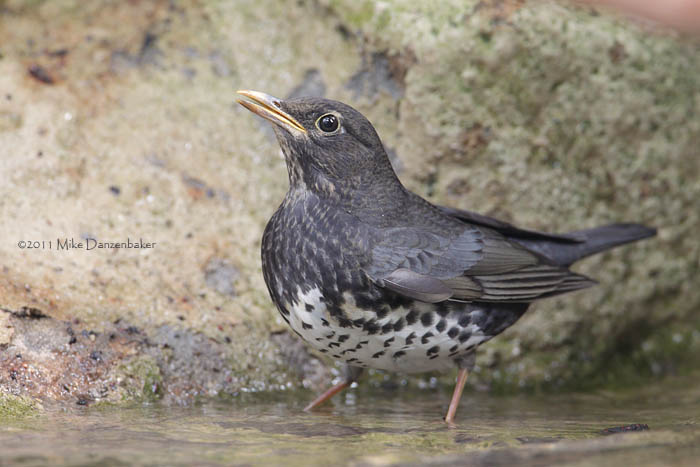 Japanese Thrush (Turdus cardis) photo