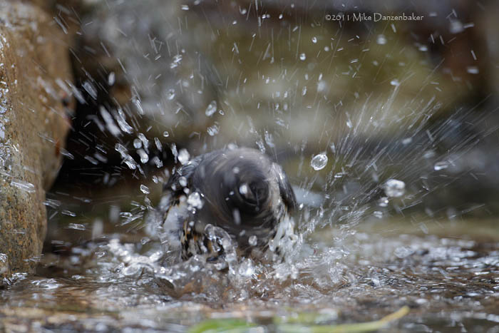 Japanese Thrush (Turdus cardis) photo