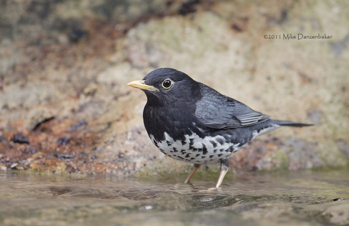 Japanese Thrush (Turdus cardis) photo