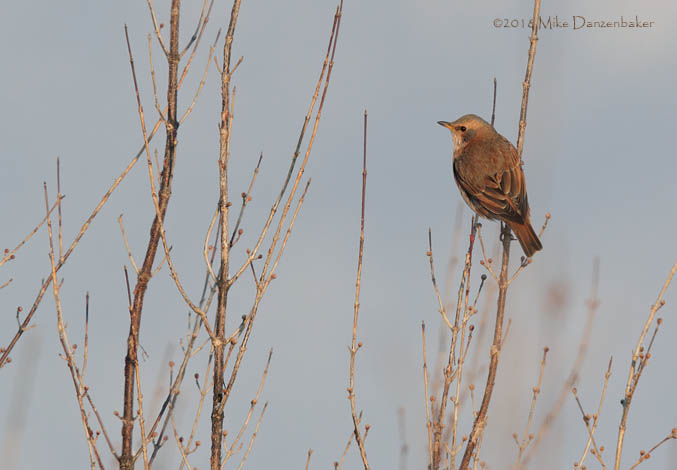 Naumann's Thrush (Turdus naumanni) photo