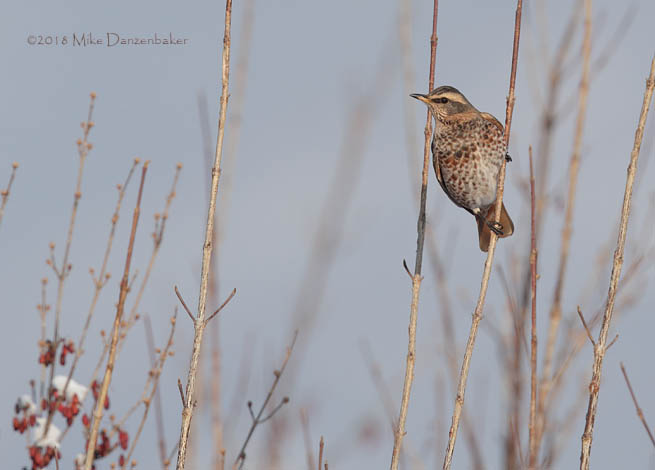 Naumann's Thrush (Turdus naumanni) photo