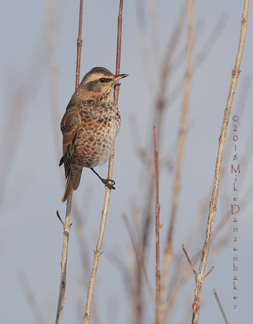 Naumann's Thrush (Turdus naumanni) photo