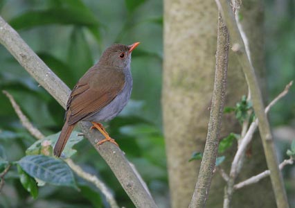 Orange-billed Nightingale-Thrush (Catharus aurantiirostris) photo