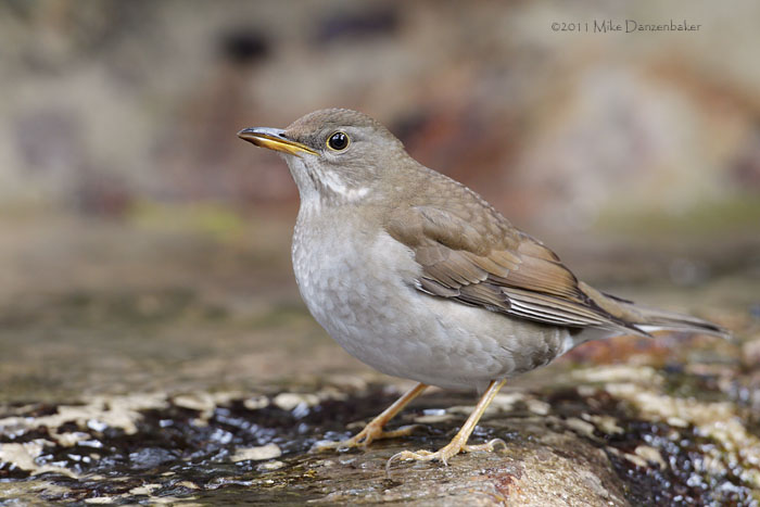 Pale Thrush (Turdus pallidus) photo