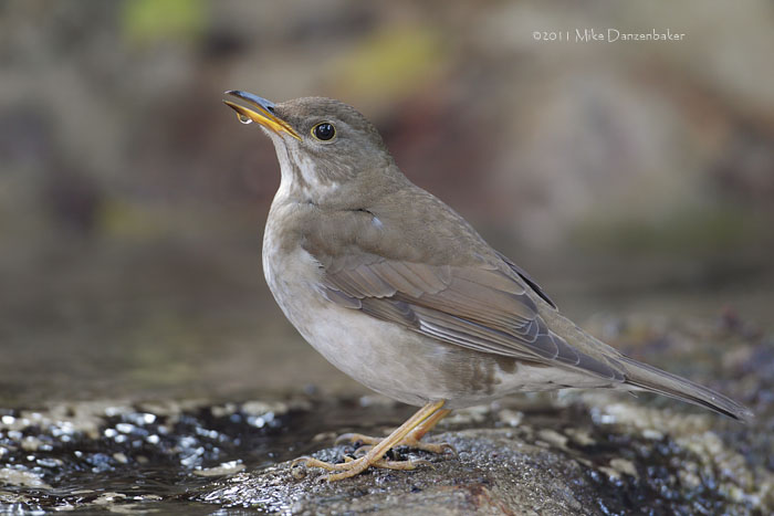Pale Thrush (Turdus pallidus) photo