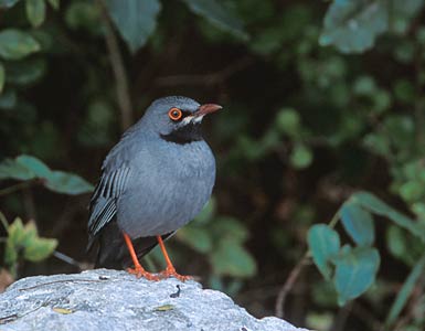Red-legged Thrush (Turdus plumbeus) photo image
