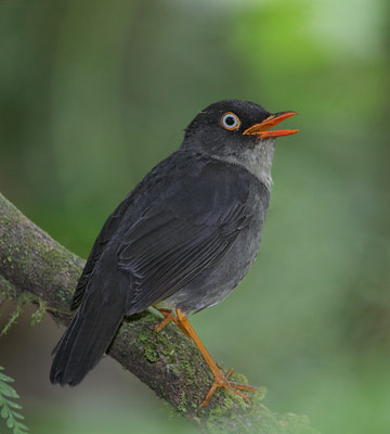 Slaty-backed Nightingale-Thrush (Catharus fuscater) photo