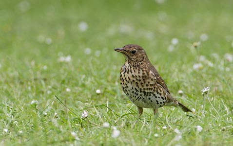 Song Thrush (Turdus philomelos) photo