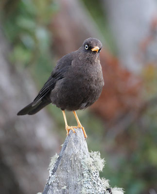 Sooty Robin (Turdus nigrescens) photo
