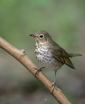 Swainson's Thrush (Catharus ustulatus) photo
