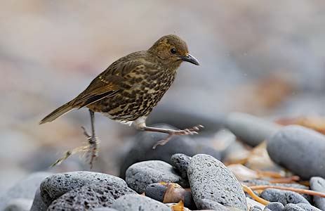Tristan Thrush (Nesocichla eremita) photo
