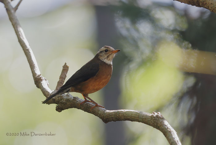 Taiwan Thrush (Turdus niveiceps) photo