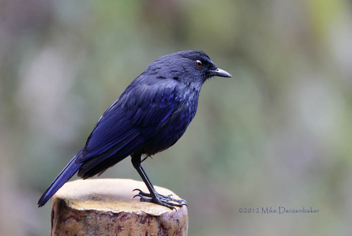 Taiwan Whistling Thrush (Myophonus insularis) photo