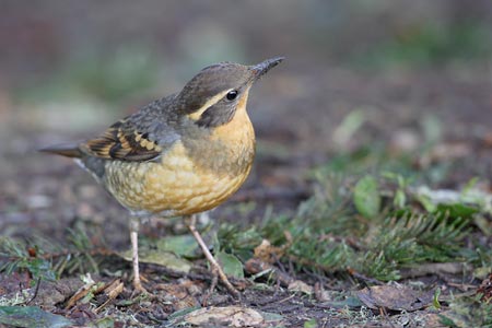Varied Thrush (Zoothera (Ixoreus) naevius) photo