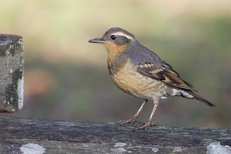 Varied Thrush (Zoothera (Ixoreus) naevius) photo