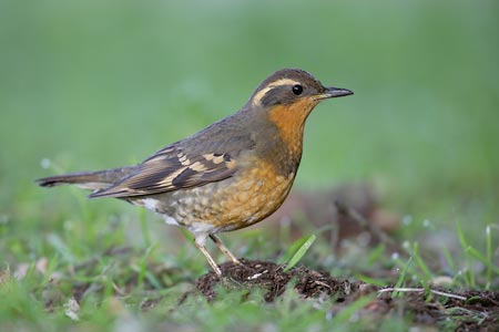 Varied Thrush (Zoothera (Ixoreus) naevius) photo