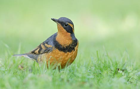 Varied Thrush (Zoothera (Ixoreus) naevius) photo