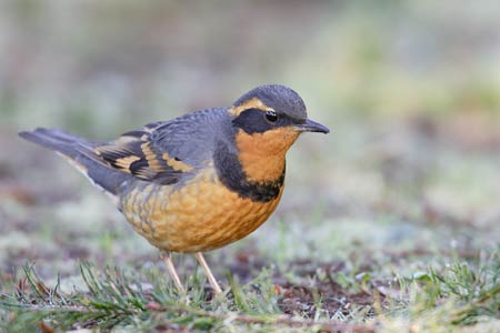 Varied Thrush (Zoothera (Ixoreus) naevius) photo