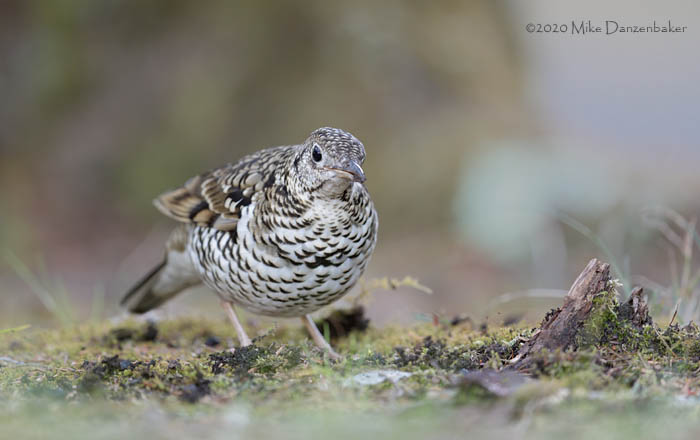 White's Thrush (Zoothera aurea) photo