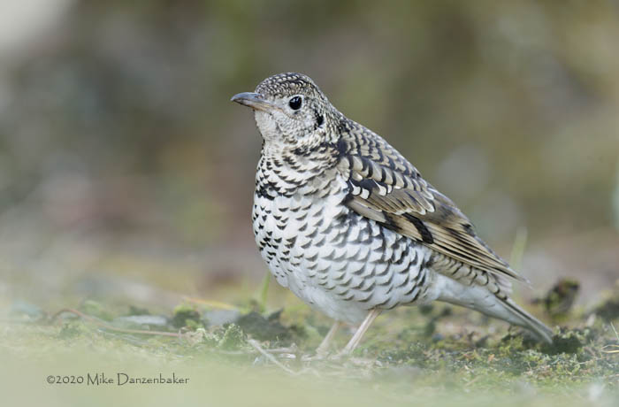 White's Thrush (Zoothera aurea) photo