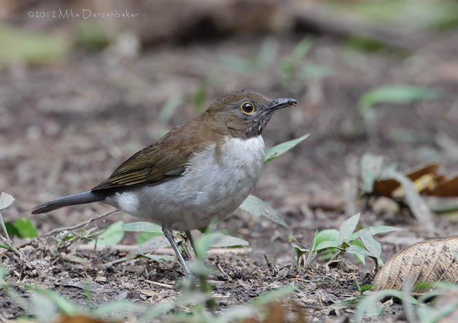 White-necked Thrush (Turdus albicollis) photo
