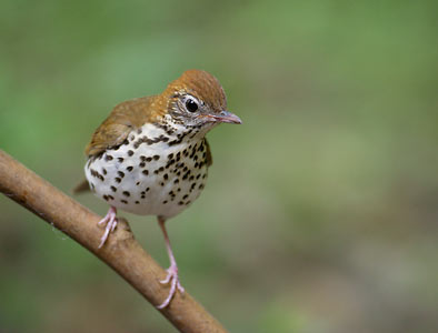 Wood Thrush (Hylocichla mustelina) photo