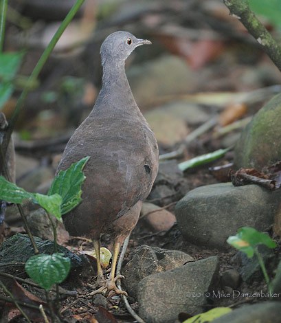 Little Tinamou (Crypturellus soui) photo