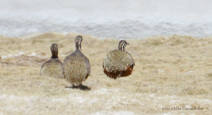Puna Tinamou (Tinamotis pentlandii) photo