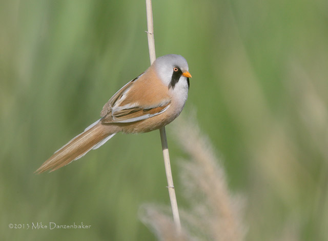 Bearded Reedling (Panurus biarmicus) photo