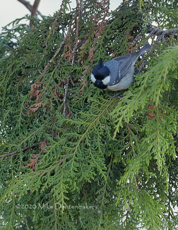 Coal Tit (Periparus ater) photo