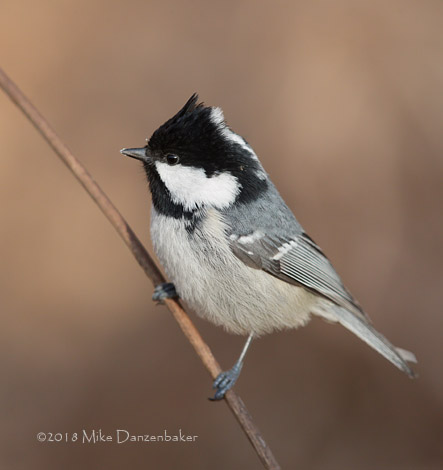 Coal Tit (Periparus ater) photo