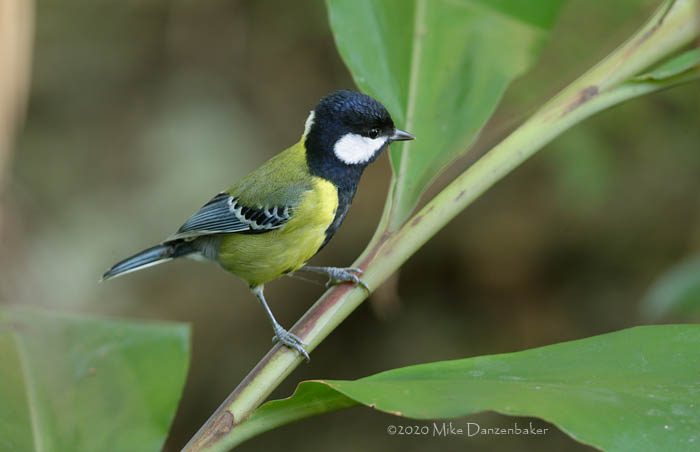 Green-backed Tit (Parus monticolus) photo