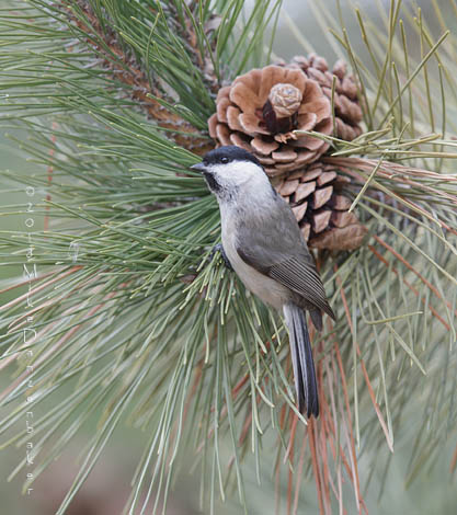 Marsh Tit (Poecile palustris) photo