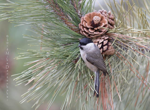 Marsh Tit (Poecile palustris) photo